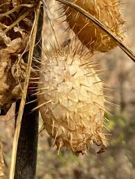 Attēlu rezultāti vaicājumam “Echinocystis lobata fruit”