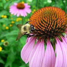 Image result for Echinacea purpurea