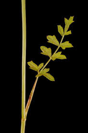 Attēlu rezultāti vaicājumam “Pimpinella saxifraga leaf”