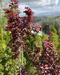 Attēlu rezultāti vaicājumam “Prunus cerasifera var. divaricata flower”