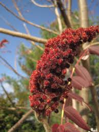 Attēlu rezultāti vaicājumam “Rhus typhina flower”