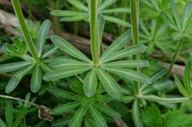 Attēlu rezultāti vaicājumam “Galium album”