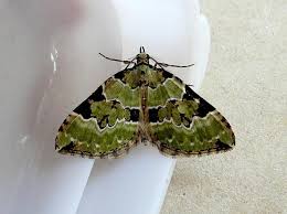 Attēlu rezultāti vaicājumam “Colostygia pectinataria male”