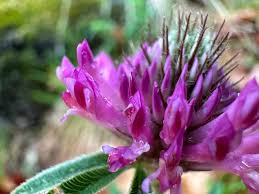 Attēlu rezultāti vaicājumam “Trifolium alpestre”