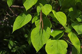 Attēlu rezultāti vaicājumam “Catalpa ovata leaf”