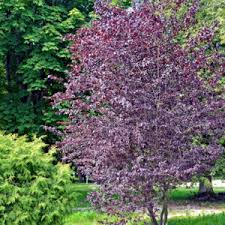 Attēlu rezultāti vaicājumam “Prunus padus var. roseiflora”