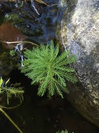 「粉綠狐尾藻」的圖片搜尋結果