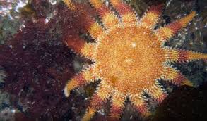 Image result for Barnsley BSAC Divers