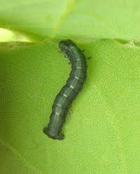 Attēlu rezultāti vaicājumam “Boudinotiana notha”