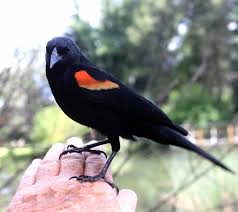 Attēlu rezultāti vaicājumam “Passeriformes”