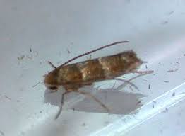 Attēlu rezultāti vaicājumam “Phyllonorycter nicellii”