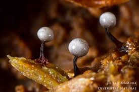 Attēlu rezultāti vaicājumam “Cribraria rufa macro”