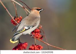 Attēlu rezultāti vaicājumam “Bombycilla garrulus”