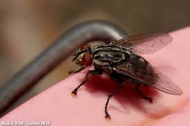 Attēlu rezultāti vaicājumam “Sarcophaga carnaria”