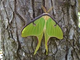 Attēlu rezultāti vaicājumam “Lepidoptera”