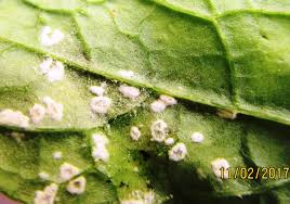 Attēlu rezultāti vaicājumam “Melampsora epitea”