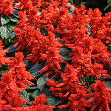 Image result for Salvia splendens