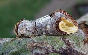 Attēlu rezultāti vaicājumam “Phalera bucephala”