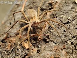 Attēlu rezultāti vaicājumam “Pisaura mirabilis”