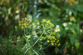 Attēlu rezultāti vaicājumam “Anethum graveolens flower”