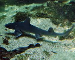 Image result for Mustelus asterias