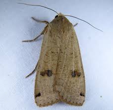 Attēlu rezultāti vaicājumam “Noctua pronuba”