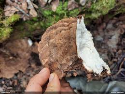 Attēlu rezultāti vaicājumam “Capsodes gothicus imago”