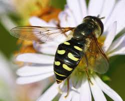 Attēlu rezultāti vaicājumam “Eupeodes nielseni”