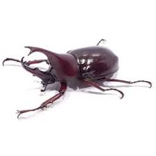 Attēlu rezultāti vaicājumam “Osmoderma barnabita imago”