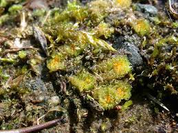 Attēlu rezultāti vaicājumam “Fossombronia wondraczekii”