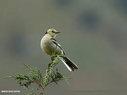 Attēlu rezultāti vaicājumam “Motacilla citreola male”