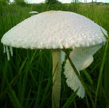 Attēlu rezultāti vaicājumam “Comatricha fragilis macro”