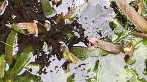 Attēlu rezultāti vaicājumam “Cribraria argillacea young”