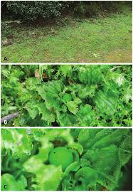 Attēlu rezultāti vaicājumam “Ephemerum serratum sporophyte”