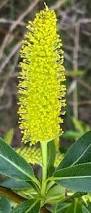 Attēlu rezultāti vaicājumam “Salix pentandra flower”
