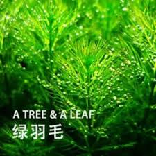 「綠羽毛」的圖片搜尋結果