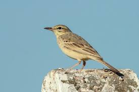 Image result for Anthus campestris