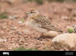 Image result for Calandrella brachydactyla