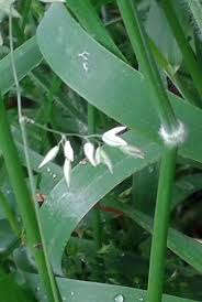 Attēlu rezultāti vaicājumam “Holcus mollis”