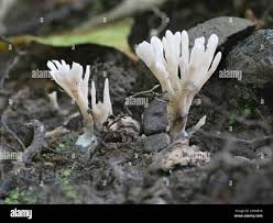 Attēlu rezultāti vaicājumam “Tremellodendropsis tuberosa”