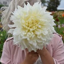 Image result for Dahlia Darkarin`