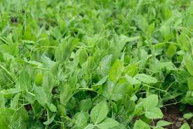 Attēlu rezultāti vaicājumam “Pisum sativum leaf”