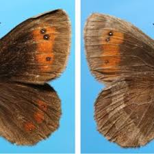 Attēlu rezultāti vaicājumam “Erebia aethiops”