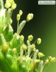 Attēlu rezultāti vaicājumam “Plantago media bud”