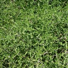 Image result for Satureja hortensis