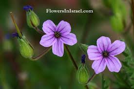 Attēlu rezultāti vaicājumam “Erodium cicutarium flower”