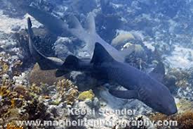 Image result for Ginglymostoma cirratum