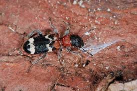 Attēlu rezultāti vaicājumam “Thanasimus formicarius”