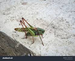 Attēlu rezultāti vaicājumam “Decticus verrucivorus”