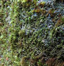 Attēlu rezultāti vaicājumam “Lophozia laxa”